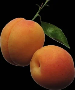 Manchurian Apricot Tree Seeds - 5 Prunus mandshurica Fruit Seeds, Zone 3-7 - Image 4