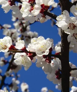 Manchurian Apricot Tree Seeds - 5 Prunus mandshurica Fruit Seeds, Zone 3-7 - Image 5