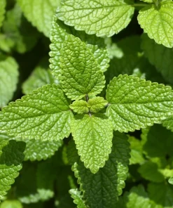 Mandarina Balm Seeds - Orange Lemon Balm Herb Seeds - Melissa Officinalis - 25 Count - Image 2