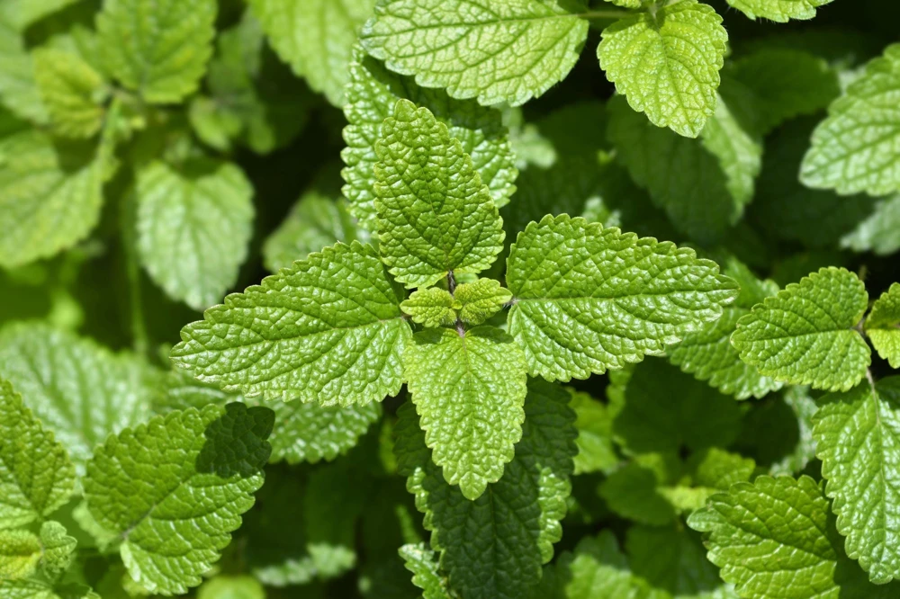Mandarina Balm Seeds - Orange Lemon Balm Herb Seeds - Melissa Officinalis - 25 Count - Image 2