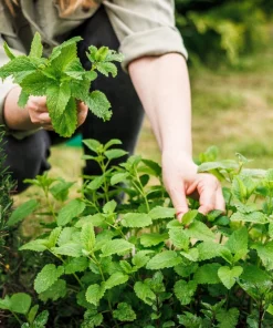 Mandarina Balm Seeds - Orange Lemon Balm Herb Seeds - Melissa Officinalis - 25 Count - Image 3