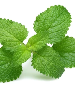 Mandarina Balm Seeds - Orange Lemon Balm Herb Seeds - Melissa Officinalis - 25 Count - Image 4