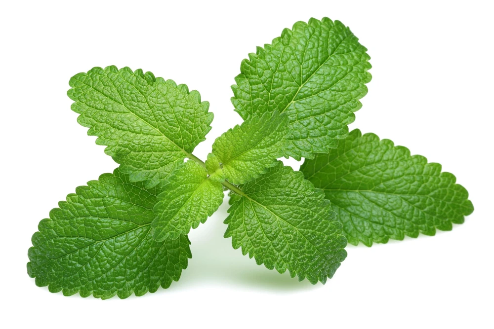 Mandarina Balm Seeds - Orange Lemon Balm Herb Seeds - Melissa Officinalis - 25 Count - Image 4