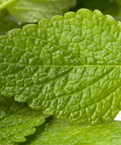 Mandarina Balm Seeds - Orange Lemon Balm Herb Seeds - Melissa Officinalis - 25 Count - Image 5