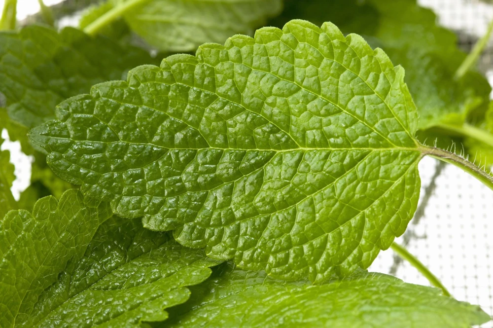 Mandarina Balm Seeds - Orange Lemon Balm Herb Seeds - Melissa Officinalis - 25 Count - Image 5