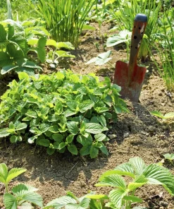 Mandarina Balm Seeds - Orange Lemon Balm Herb Seeds - Melissa Officinalis - 25 Count - Image 6