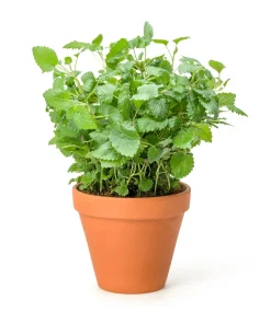 Mandarina Balm Seeds - Orange Lemon Balm Herb Seeds - Melissa Officinalis - 25 Count - Image 7