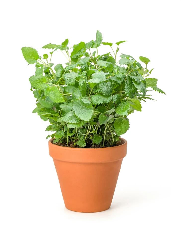 Mandarina Balm Seeds - Orange Lemon Balm Herb Seeds - Melissa Officinalis - 25 Count - Image 7