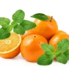 Mandarina Balm Seeds - Orange Lemon Balm Herb Seeds - Melissa Officinalis - 25 Count - Image 1