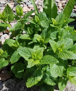 Mandarina Balm Seeds - Orange Lemon Balm Herb Seeds - Melissa Officinalis - 25 Count - Image 8