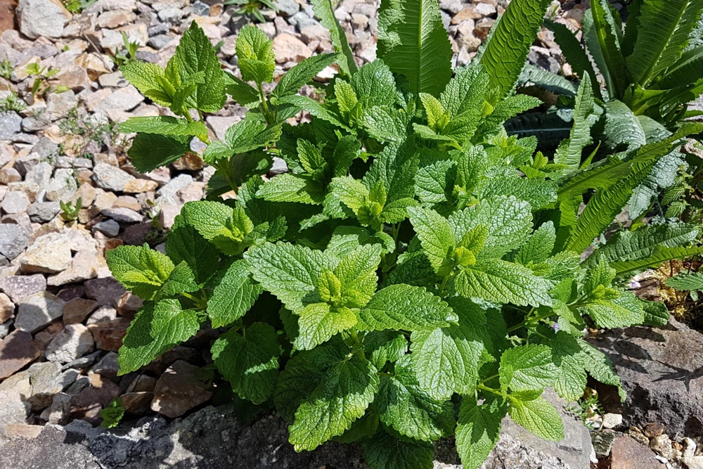 Mandarina Balm Seeds - Orange Lemon Balm Herb Seeds - Melissa Officinalis - 25 Count - Image 8
