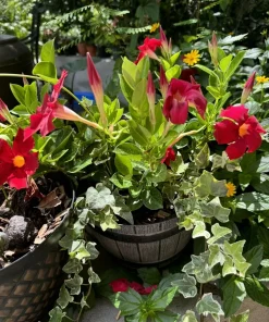Mandevilla Live Plant – Tropical Climbing Vine – Colorful Blooms – Outdoor - Image 1