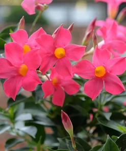 Mandevilla Pink Fury Live Plant - 2 Pack, 5-9 inches, Hot Pink Trumpet Vine, Outdoor - Image 2