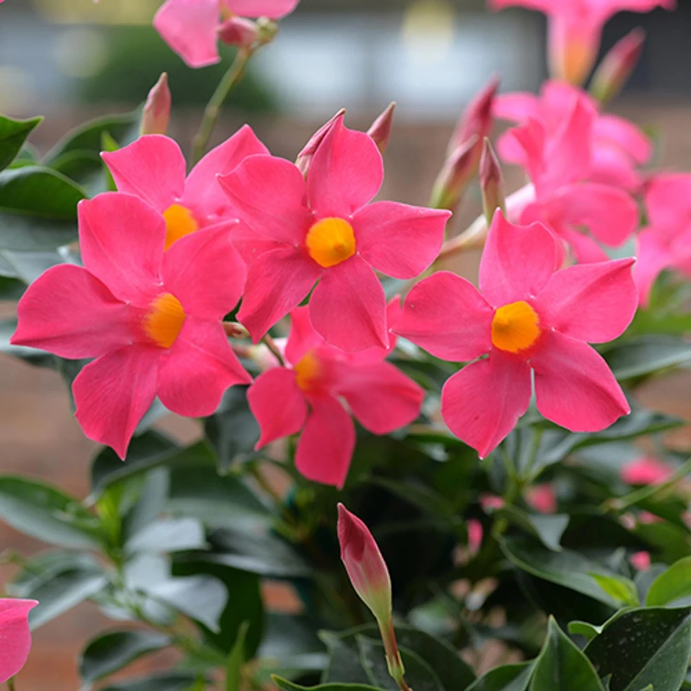 Mandevilla Pink Fury Live Plant - 2 Pack, 5-9 inches, Hot Pink Trumpet Vine, Outdoor - Image 2