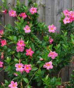 Mandevilla Pink Fury Live Plant - 2 Pack, 5-9 inches, Hot Pink Trumpet Vine, Outdoor - Image 3