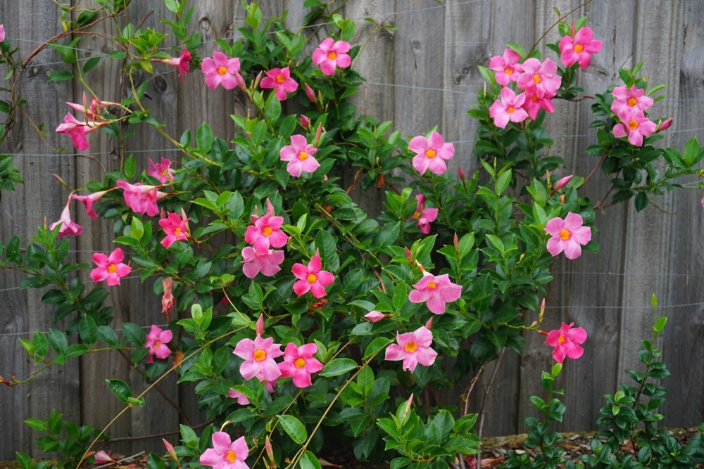 Mandevilla Pink Fury Live Plant - 2 Pack, 5-9 inches, Hot Pink Trumpet Vine, Outdoor - Image 3