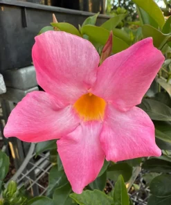 Mandevilla Pink Fury Live Plant - 2 Pack, 5-9 inches, Hot Pink Trumpet Vine, Outdoor - Image 4
