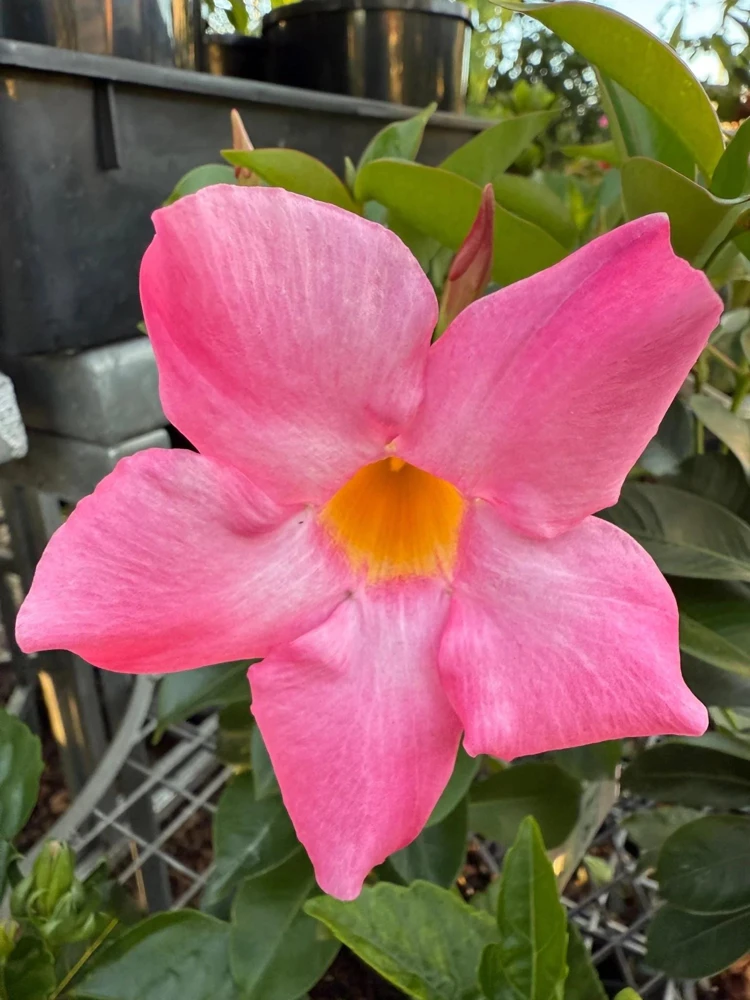 Mandevilla Pink Fury Live Plant - 2 Pack, 5-9 inches, Hot Pink Trumpet Vine, Outdoor - Image 4