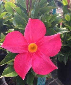 Mandevilla Pink Fury Live Plant - 2 Pack, 5-9 inches, Hot Pink Trumpet Vine, Outdoor - Image 5