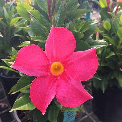 Mandevilla Pink Fury Live Plant - 2 Pack, 5-9 inches, Hot Pink Trumpet Vine, Outdoor - Image 5
