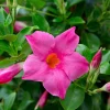 Mandevilla Pink Fury Live Plant - 2 Pack, 5-9 inches, Hot Pink Trumpet Vine, Outdoor - Image 1