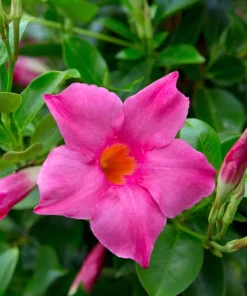 Mandevilla Pink Fury Live Plant - 2 Pack, 5-9 inches, Hot Pink Trumpet Vine, Outdoor - Image 1