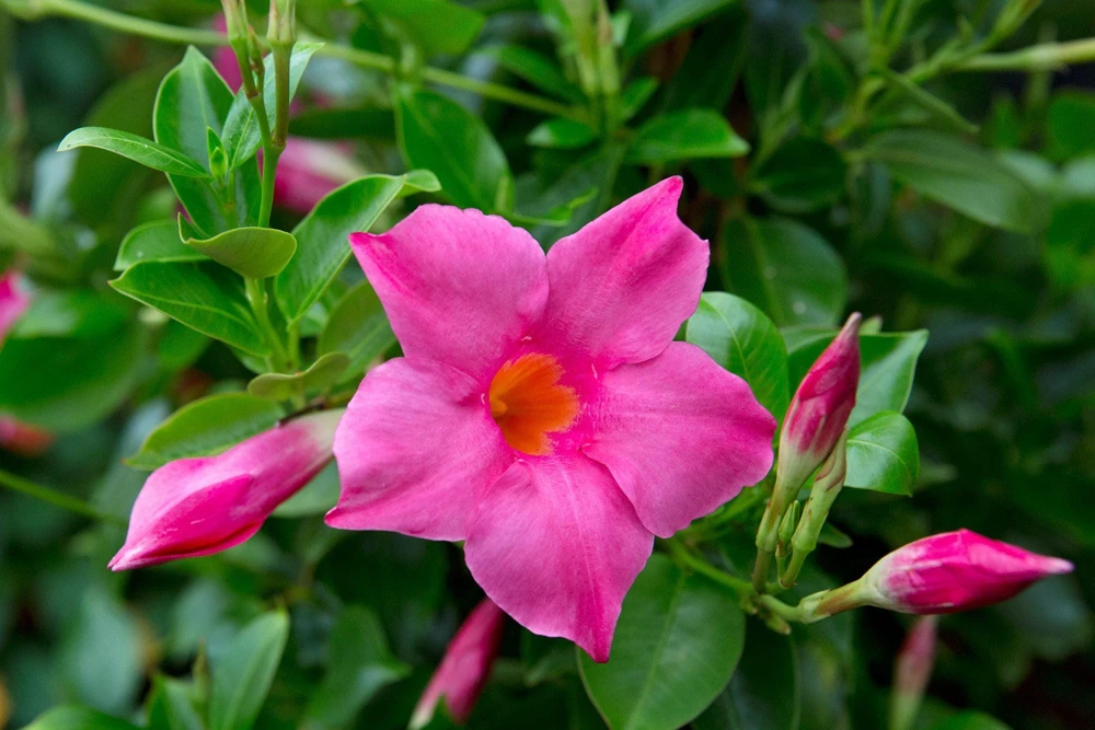 Mandevilla Pink Fury Live Plant - 2 Pack, 5-9 inches, Hot Pink Trumpet Vine, Outdoor - Image 1