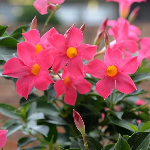 Mandevilla Pink Fury Live Plant - 2 Pack, 5-9 inches, Hot Pink Trumpet Vine, Outdoor - Image 6