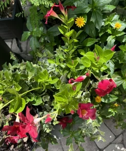 mandevilla plant - Image 2