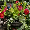 mandevilla plant - Image 1