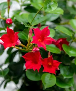 Mandevilla Red Fury Live Plants 5-9" - Pack of 2 - Deep Crimson Rocktrumpet Vine - Image 2