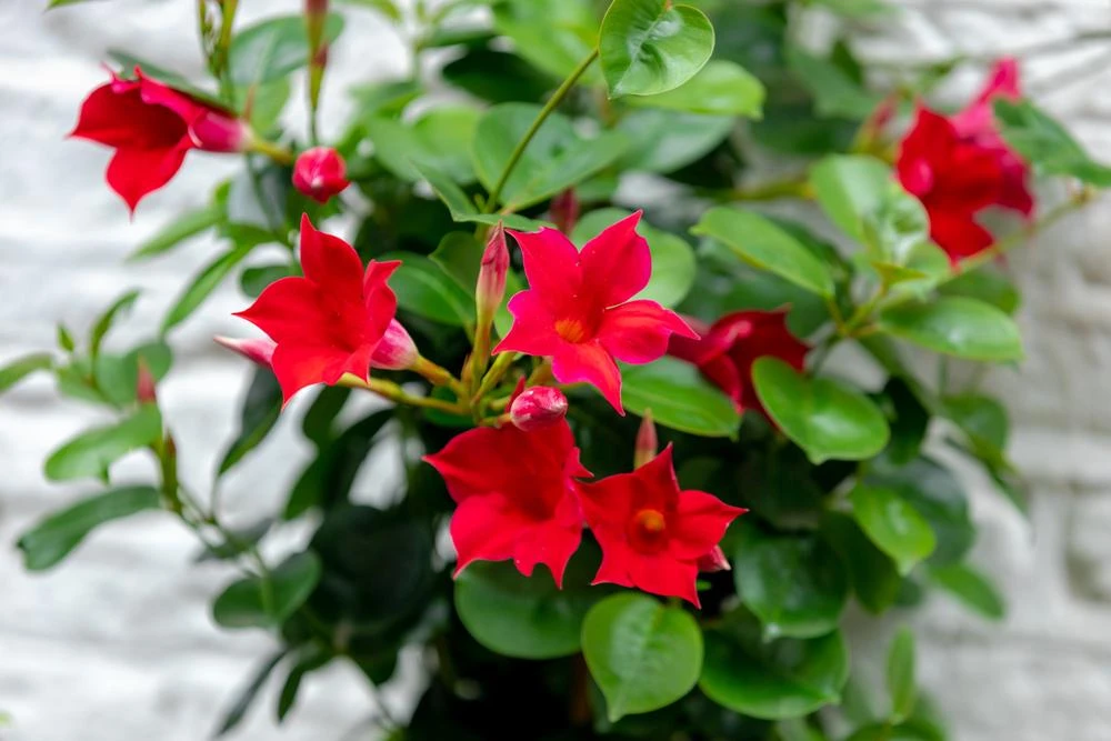 Mandevilla Red Fury Live Plants 5-9" - Pack of 2 - Deep Crimson Rocktrumpet Vine - Image 2