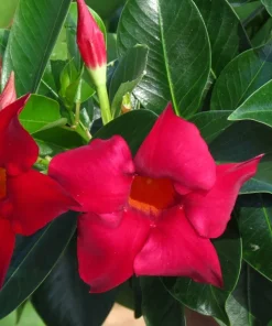 Mandevilla Red Fury Live Plants 5-9