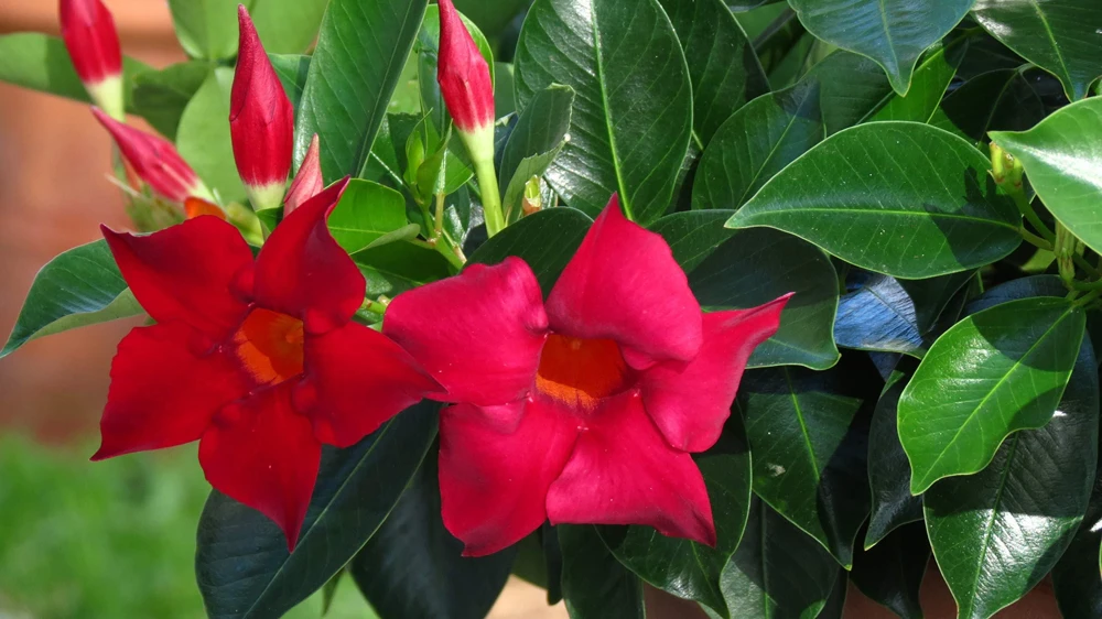 Mandevilla Red Fury Live Plants 5-9" - Pack of 2 - Deep Crimson Rocktrumpet Vine - Image 3