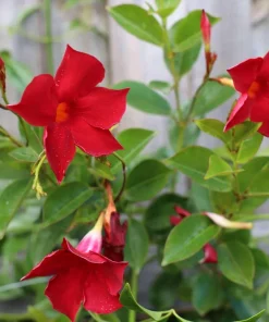 Mandevilla Red Fury Live Plants 5-9