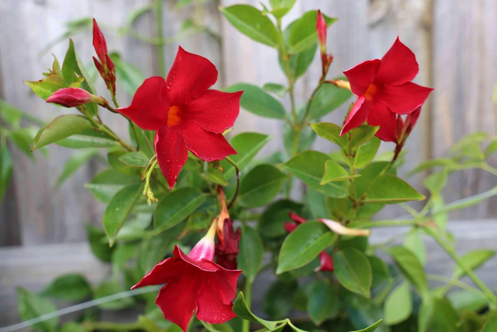 Mandevilla Red Fury Live Plants 5-9" - Pack of 2 - Deep Crimson Rocktrumpet Vine - Image 4