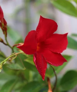 Mandevilla Red Fury Live Plants 5-9