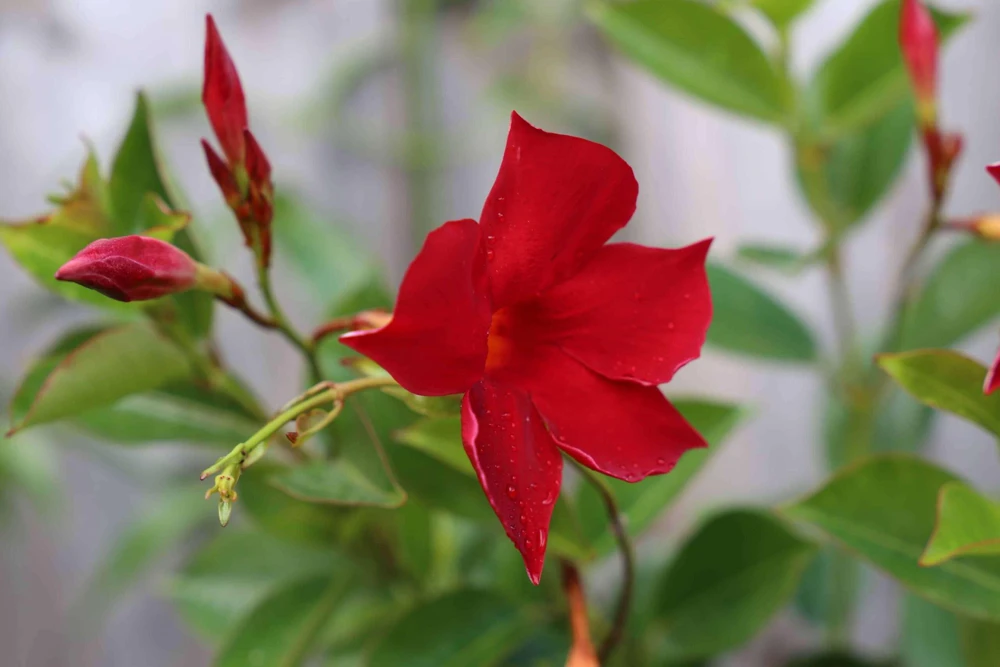 Mandevilla Red Fury Live Plants 5-9" - Pack of 2 - Deep Crimson Rocktrumpet Vine - Image 5