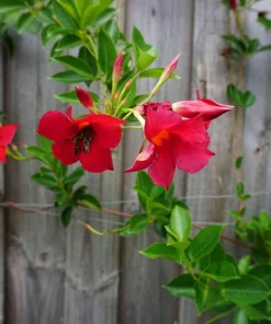 Mandevilla Red Fury Live Plants 5-9