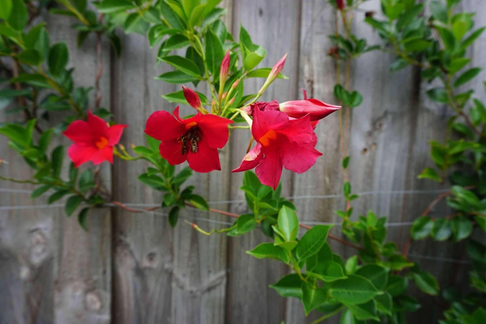 Mandevilla Red Fury Live Plants 5-9" - Pack of 2 - Deep Crimson Rocktrumpet Vine - Image 6