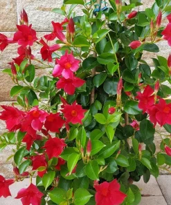 Mandevilla Red Fury Live Plants 5-9