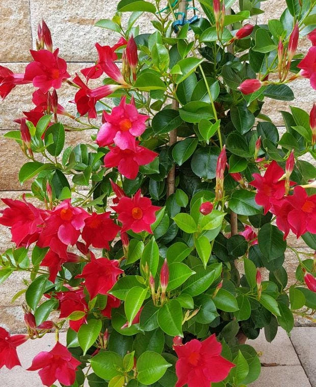 Mandevilla Red Fury Live Plants 5-9" - Pack of 2 - Deep Crimson Rocktrumpet Vine - Image 7