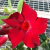 Mandevilla Red Fury Live Plants 5-9" - Pack of 2 - Deep Crimson Rocktrumpet Vine - Image 1