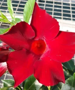 Mandevilla Red Fury Live Plants 5-9" - Pack of 2 - Deep Crimson Rocktrumpet Vine - Image 1