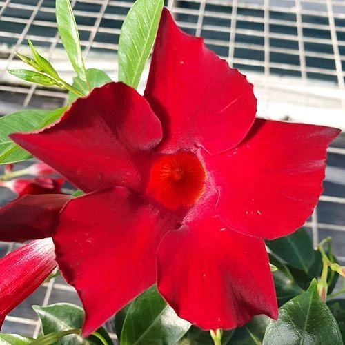 Mandevilla Red Fury Live Plants 5-9" - Pack of 2 - Deep Crimson Rocktrumpet Vine - Image 1