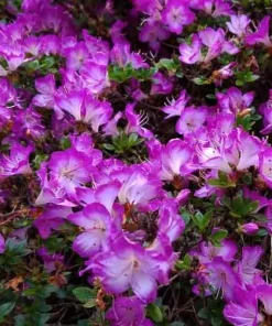 Mangetsu Evergreen Azalea (Rhododendron 'Mangetsu') – White Blooms with Purple Edges Rhododendron Flowers Plant #1 Container Size - Image 2