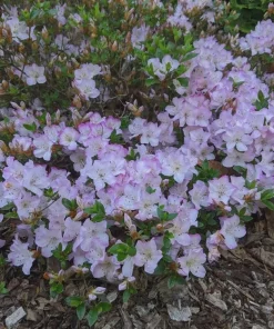 Mangetsu Evergreen Azalea (Rhododendron 'Mangetsu') – White Blooms with Purple Edges Rhododendron Flowers Plant #1 Container Size - Image 3