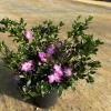 Mangetsu Evergreen Azalea (Rhododendron 'Mangetsu') – White Blooms with Purple Edges Rhododendron Flowers Plant #1 Container Size - Image 1