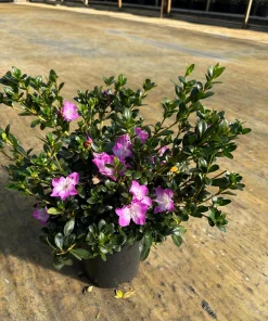 Mangetsu Evergreen Azalea (Rhododendron 'Mangetsu') – White Blooms with Purple Edges Rhododendron Flowers Plant #1 Container Size - Image 1