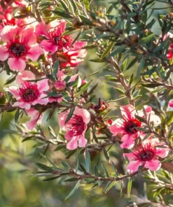 Manuka Tea Tree Live Plant - New Zealand Tea Tree 4 to 6 Inch Tall for Home Garden, Outdoor Shrub - Image 2